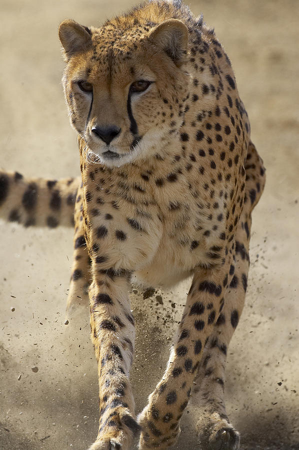 Cheetah Running  #2 Photograph by San Diego Zoo