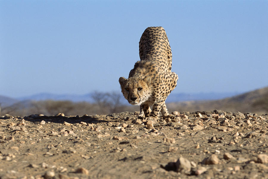 Cheetah running through dirt , Namibia , Africa Photograph by Comstock Images