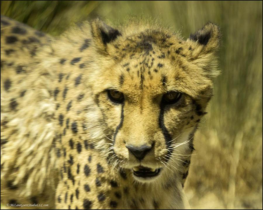 Cheetah Salking its prey Photograph by LeeAnn McLaneGoetz McLaneGoetzStudioLLCcom