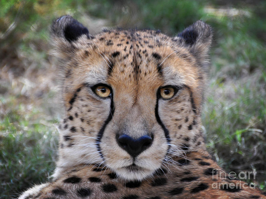 Cheetah Digital Art by Savannah Gibbs