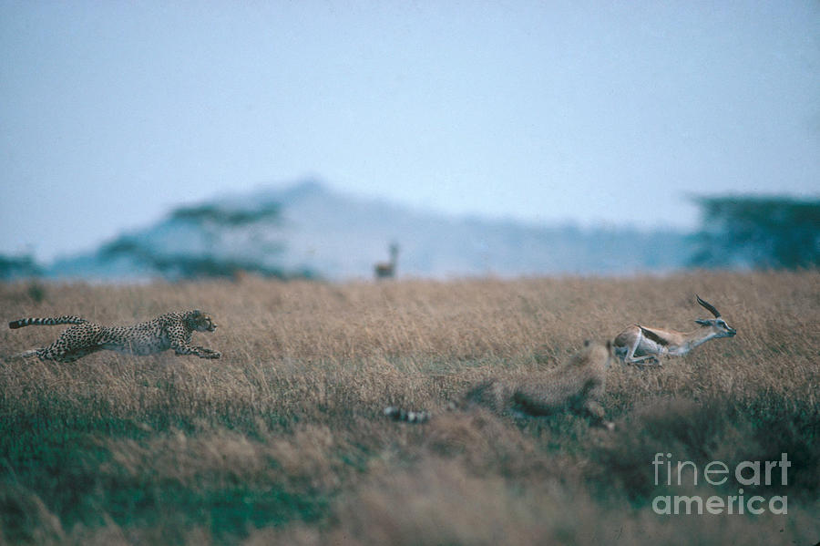 Cheetah, Serengeti National Park Photograph by Gregory G Dimijian