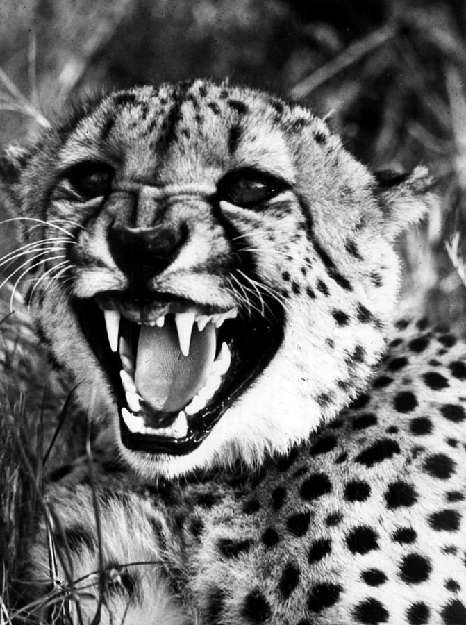 Cheetah Shows Teeth Photograph by Retro Images Archive