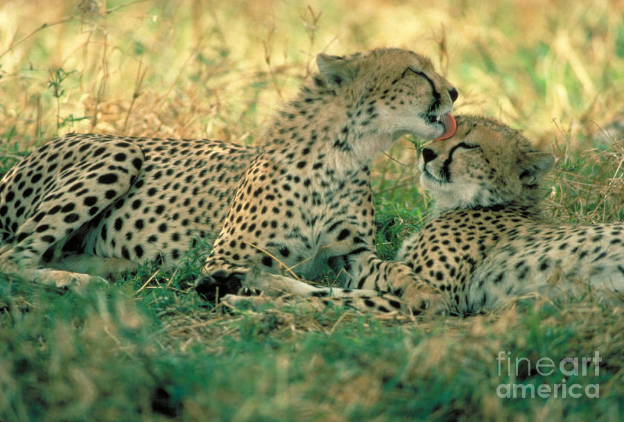 Cheetah Siblings Photograph by Gregory G. Dimijian