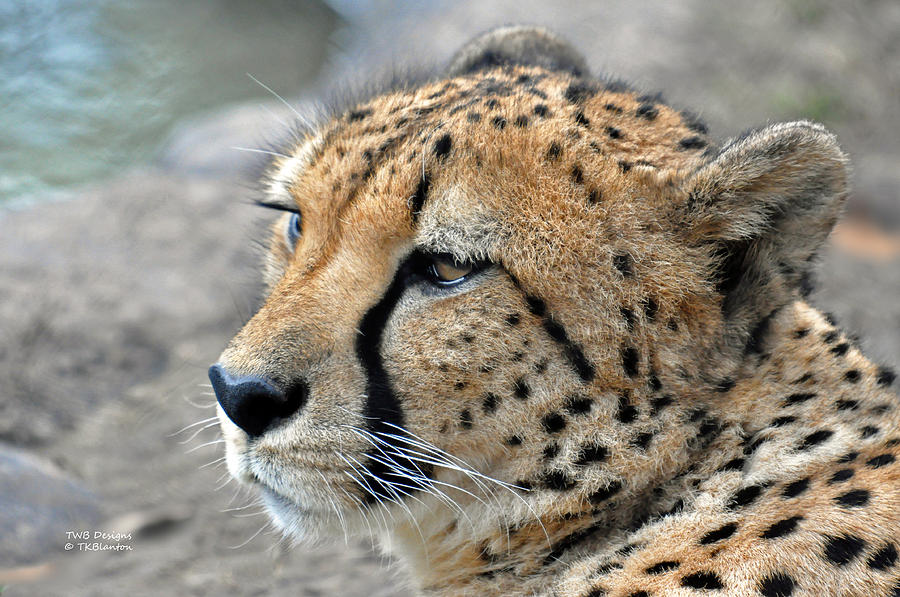 Cheetah side  Photograph by Teresa Blanton