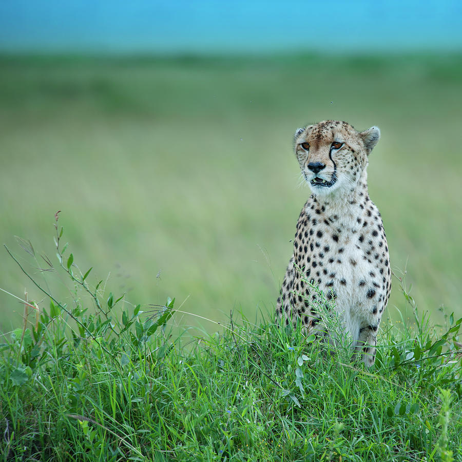 Cheetah Sitting In The Green Plains Photograph by Guenterguni