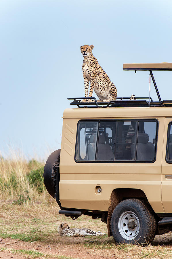 Cheetah Sitting On Top Of A Safari Photograph by Mike Hill
