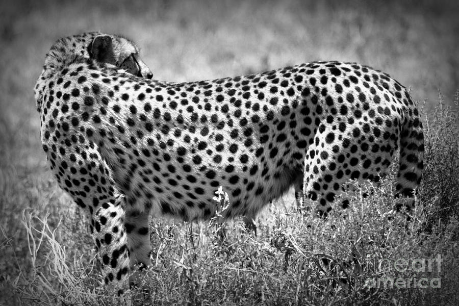 Cheetah Spots Photograph by Chris Scroggins