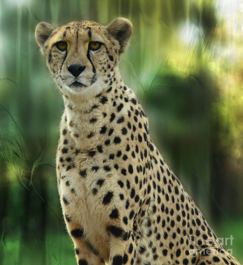 Cheetah Spots Photograph by Elaine Manley