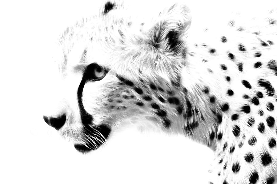 Cheetah Spots Photograph by Steve McKinzie