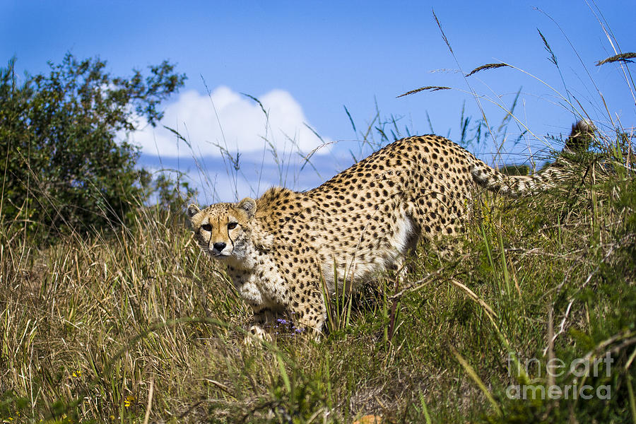 Cheetah Stalking Photograph by Jennifer Ludlum