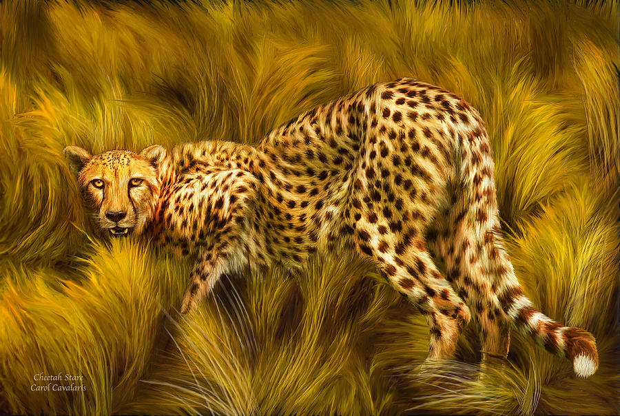 Cheetah Stare Mixed Media by Carol Cavalaris
