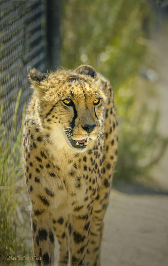 Cheetah Stare Photograph by LeeAnn McLaneGoetz McLaneGoetzStudioLLCcom