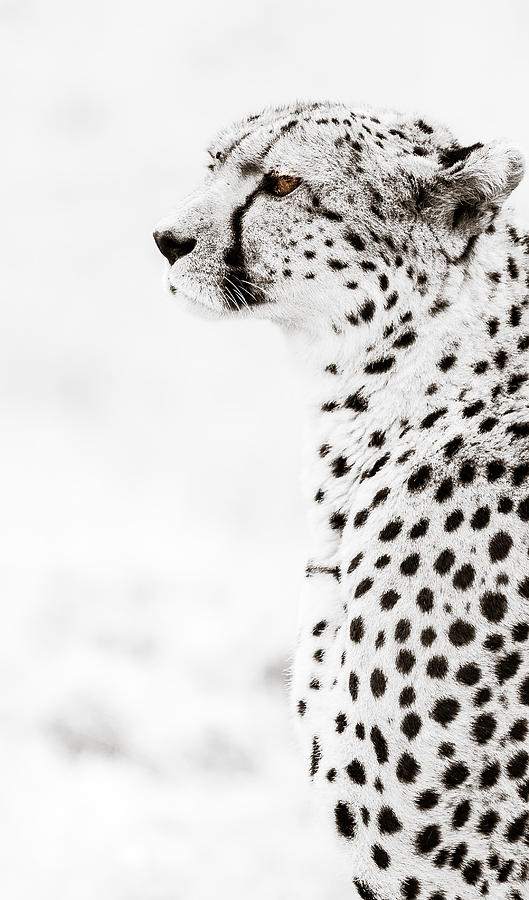 Cheetah Stare Photograph by Mike Gaudaur