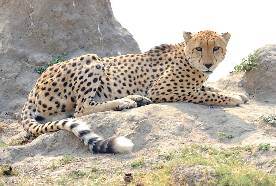 Cheetah Stare Termite Hill Photograph by Tom Wurl