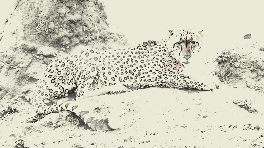 Cheetah Stare Photograph by Tom Wurl