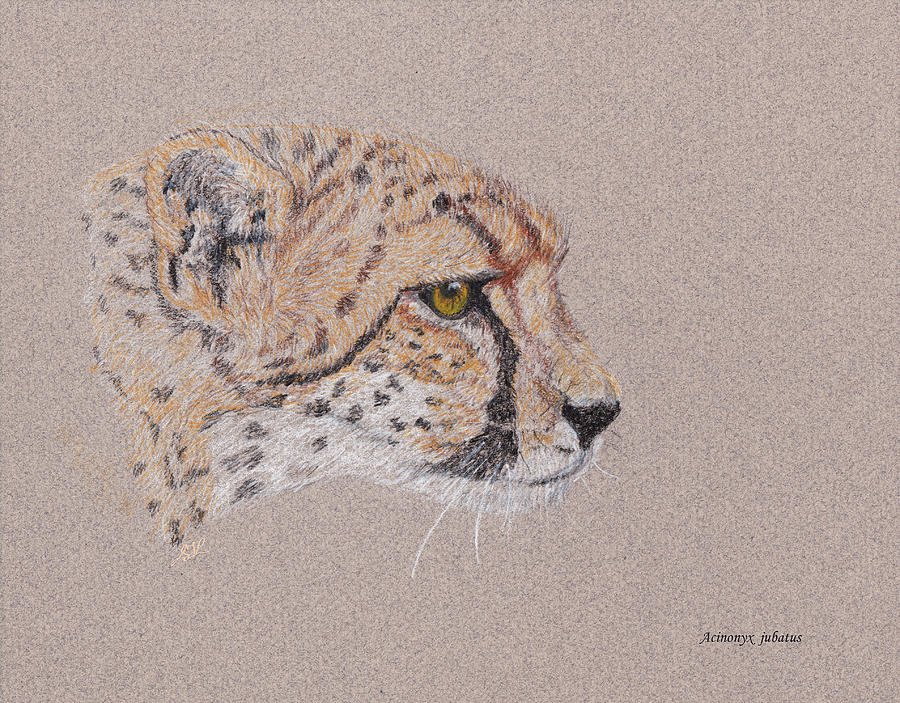 Cheetah Drawing by Stephanie Grant