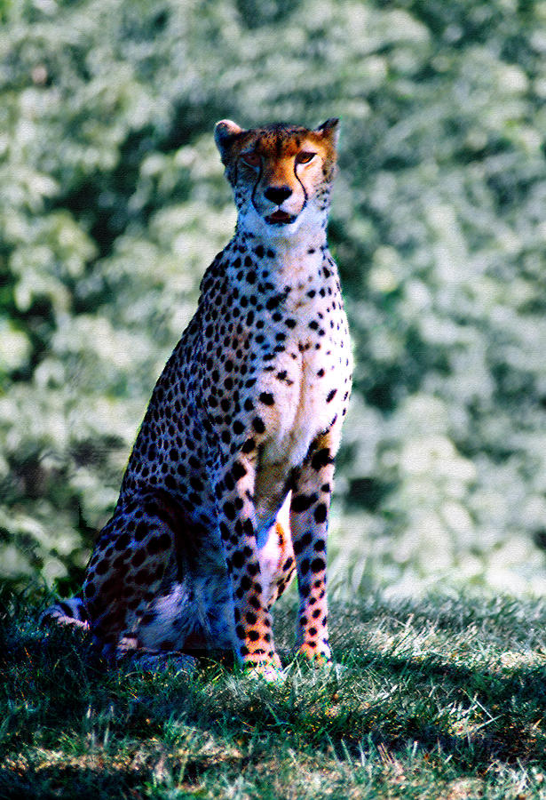 Cheetah Photograph by Steve Karol
