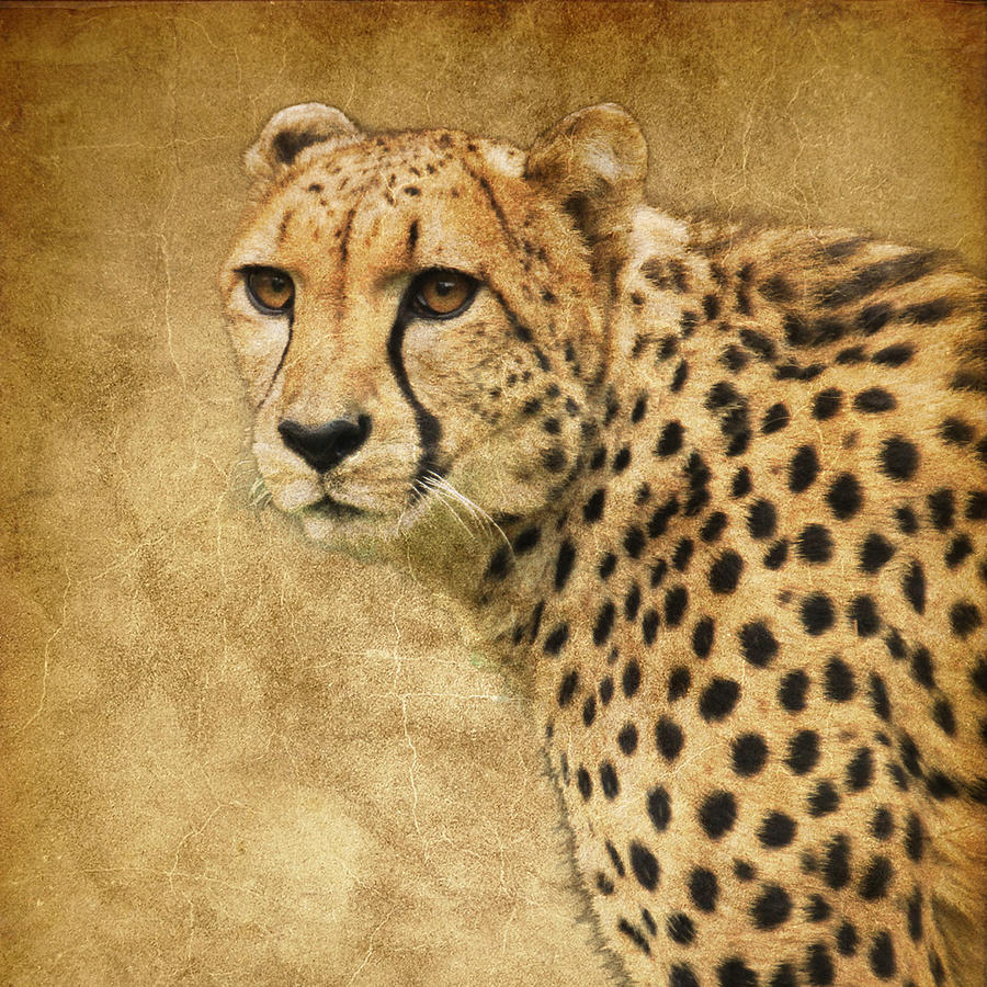 Cheetah Photograph by Steve McKinzie