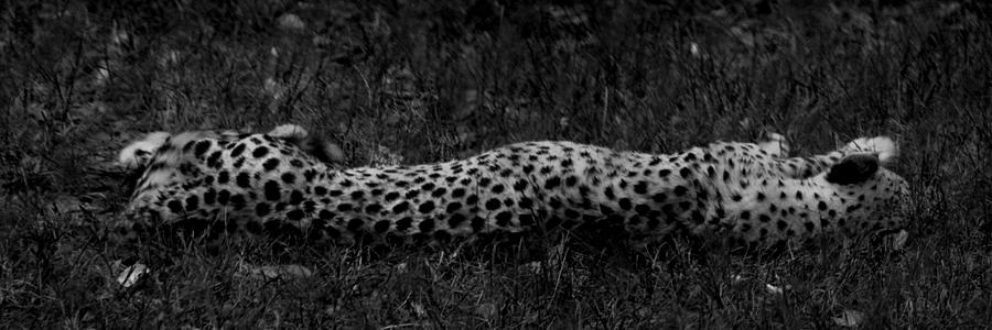Cheetah Stretch Photograph by Maggy Marsh