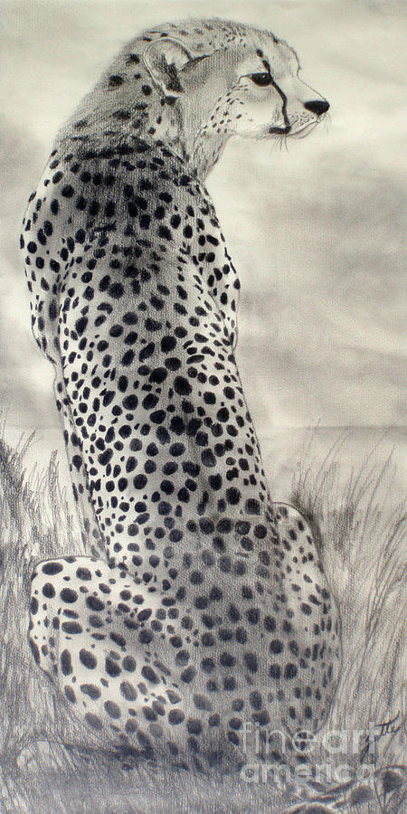 Cheetah Drawing by Suzette Kallen