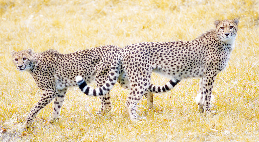 Nature Digital Art - Cheetah Twins by William Horden