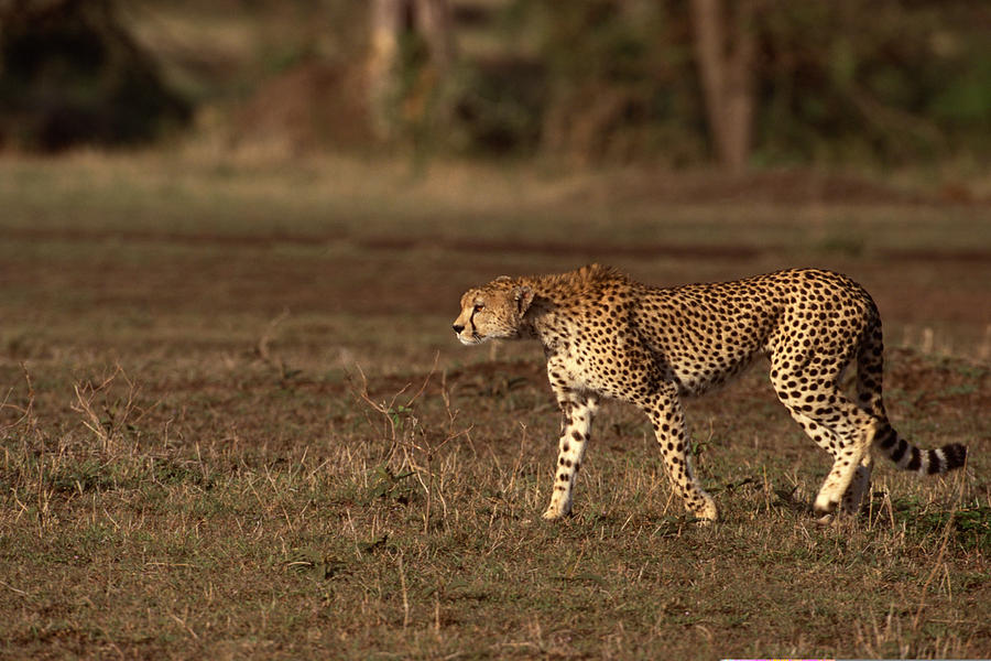 Cheetah walking in grasslands , Kenya , Africa Photograph by Comstock Images