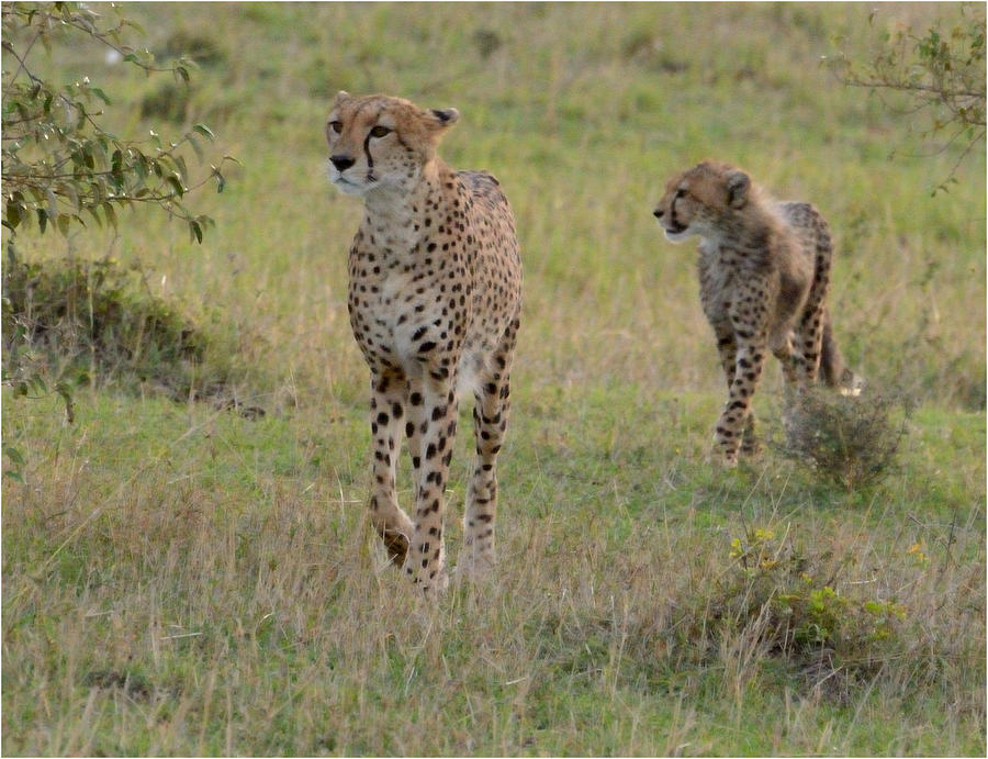Cheetah with Cub Photograph by Tom Wurl