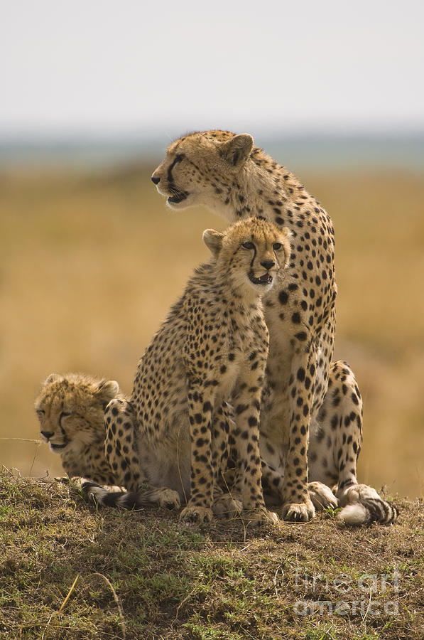 Cheetah With Cubs Photograph by John Shaw
