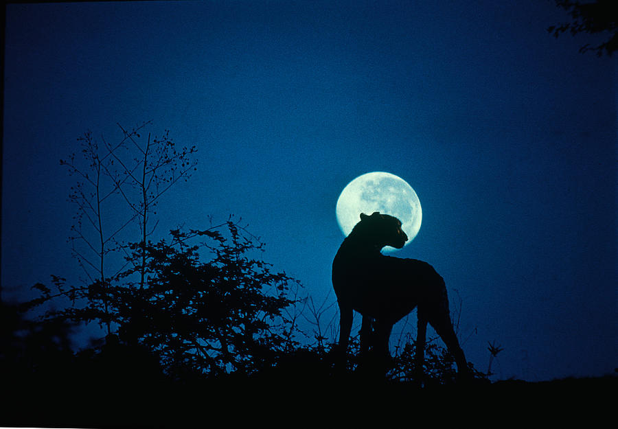 Cheetah With Full Moon Photograph by Mitch Reardon