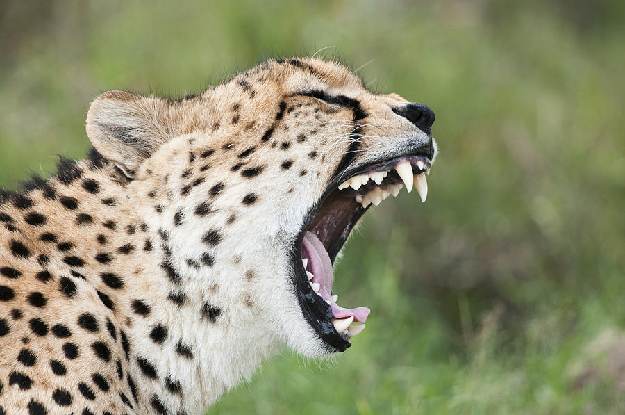 Cheetah Yawning Kenya Photograph by Tui De Roy