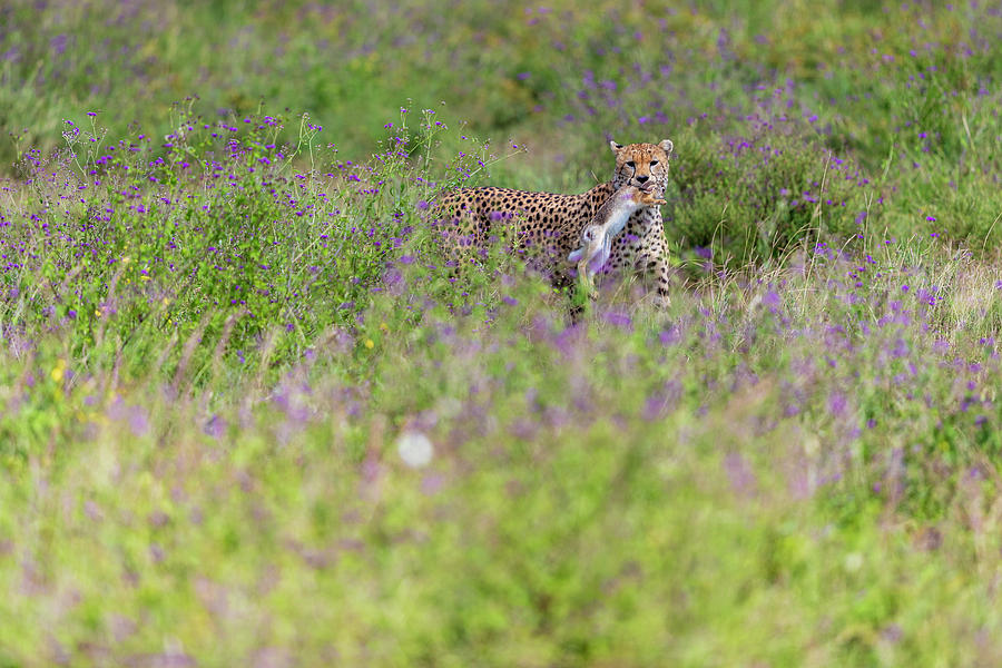 Nature Photograph - Cheetah†acinonyx†jubatus With Prey by Raffi Maghdessian