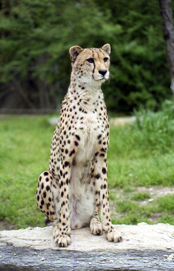Cheetahs 01 Photograph by Pamela Critchlow