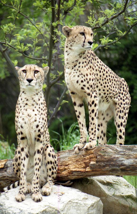 Cheetahs 03 Photograph by Pamela Critchlow