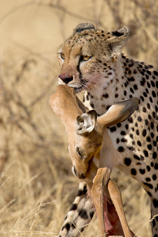 Wildlife Photograph - Cheetahs Acinonyx Jubatus And Prey by Panoramic Images