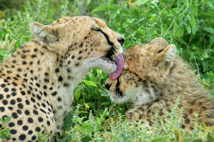 Wildlife Photograph - Cheetahs Acinonyx Jubatus Grooming by Animal Images