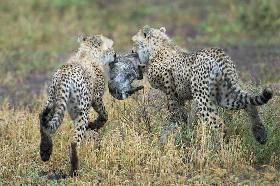 Wildlife Photograph - Cheetahs Acinonyx Jubatus Hunting by Animal Images