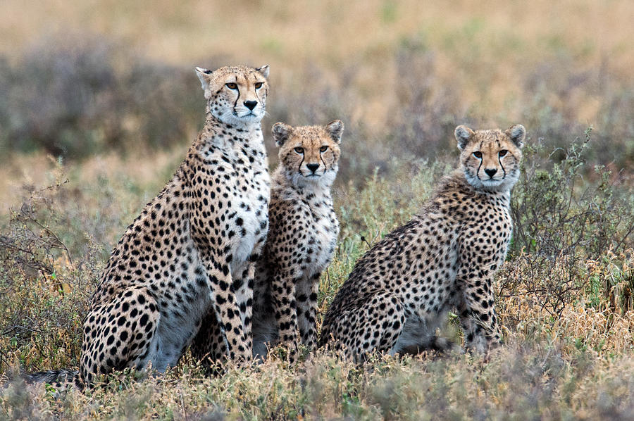 Cheetahs Acinonyx Jubatus In A Field Photograph by Panoramic Images ...