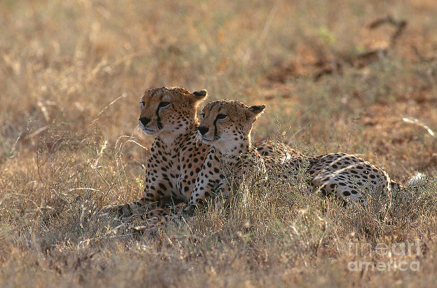 Cheetahs Acinonyx Jubatus Jubatus Photograph by Art Wolfe
