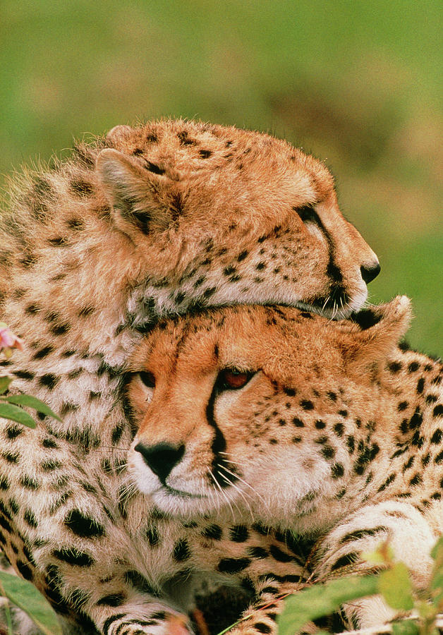Cheetah Photograph - Cheetahs (acinonyx Jubatus) Resting Head On Head by William Ervin/science Photo Library