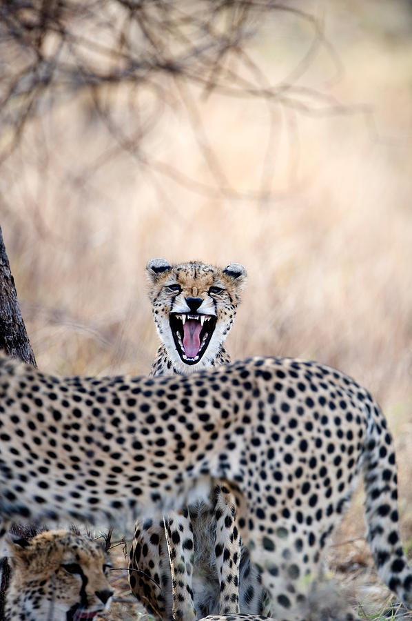 Wildlife Photograph - Cheetahs Acinonyx Jubatus Resting by Panoramic Images