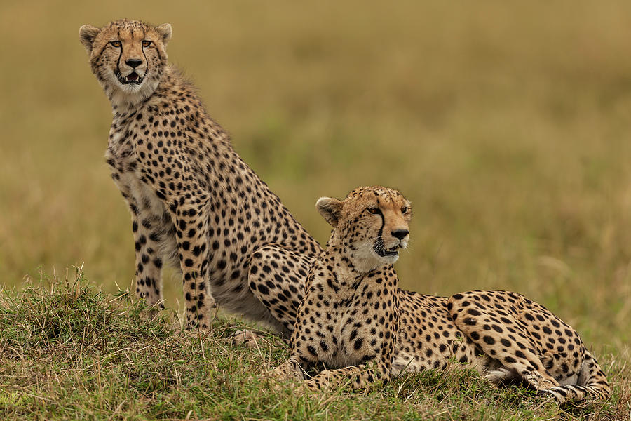 Cheetahs Are Scanning The Savanna For Photograph by Manoj Shah