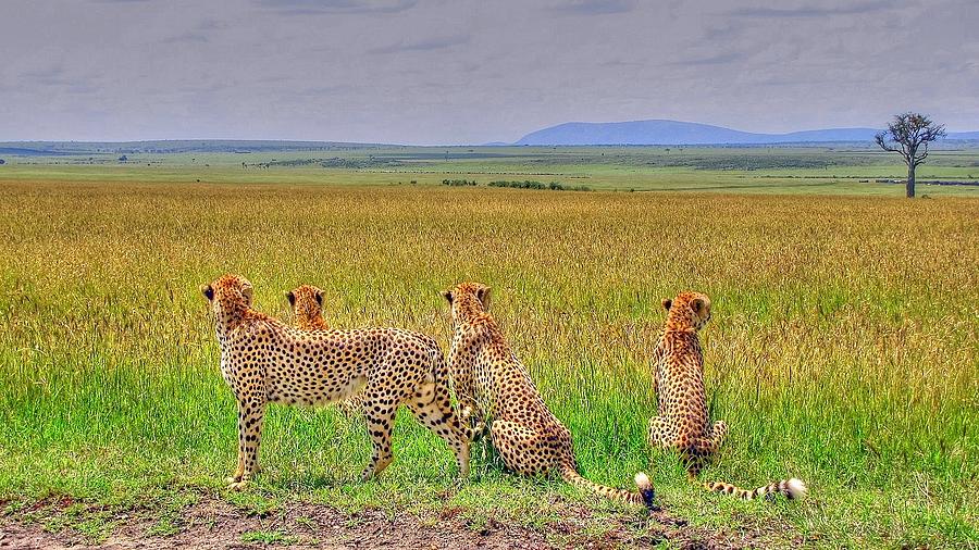 Cheetahs at Masai Mara Game Reserve in Kenya Photograph by Paul James Bannerman