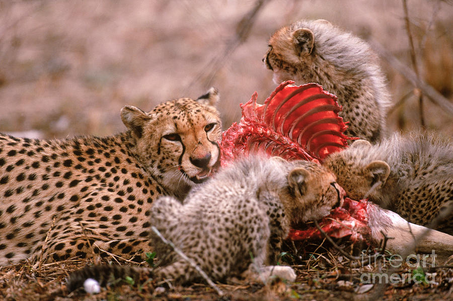 Cheetahs Feeding Photograph by Art Wolfe