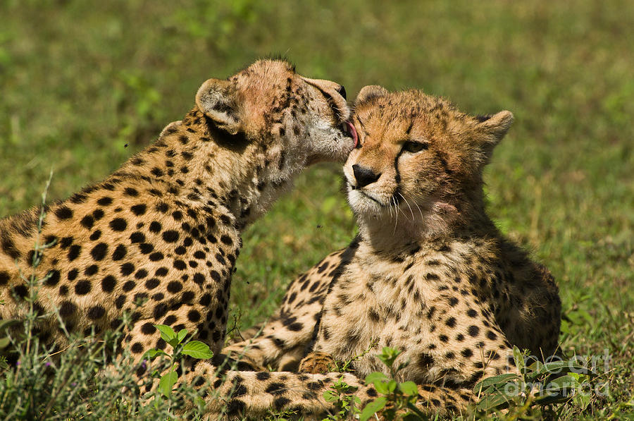 Cheetahs Grooming Photograph by Daryl & Sharna Balfour