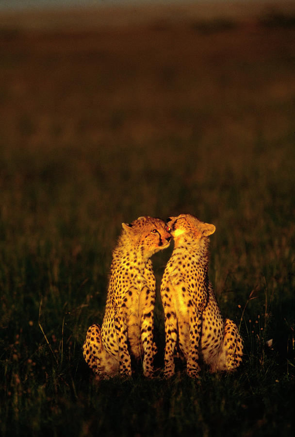 Sunset Photograph - Cheetahs Grooming by William Ervin/science Photo Library