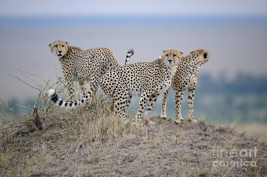 Cheetahs Photograph by John Shaw