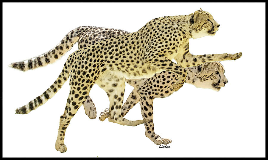 Cheetahs Digital Art by Larry Linton