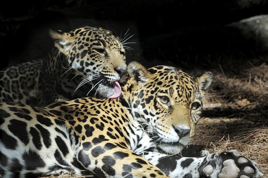 Jaguars lounging and licking Photograph by Bradford Martin