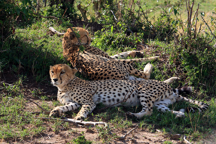 Cheetahs Of The Masai Mara Photograph by Aidan Moran