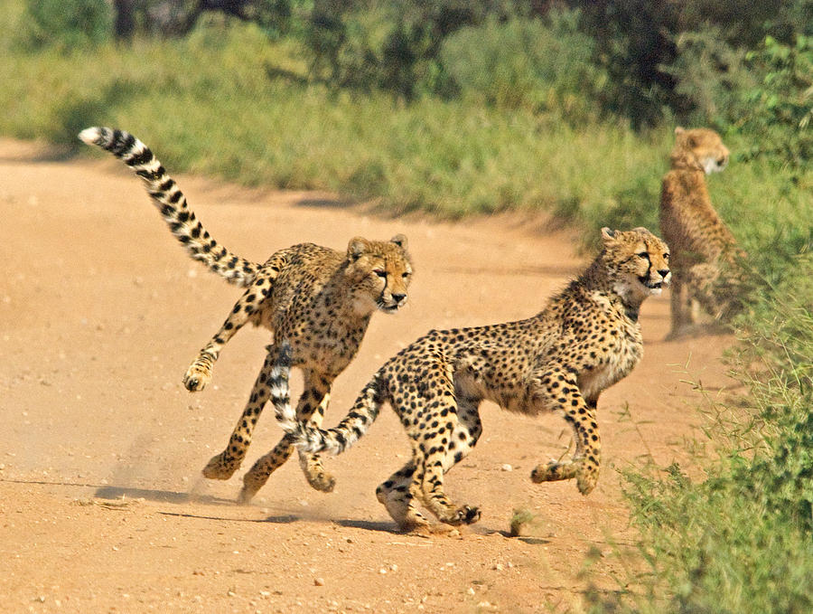 Cheetahs on the prowl Photograph by Andrew Oliver - Pixels